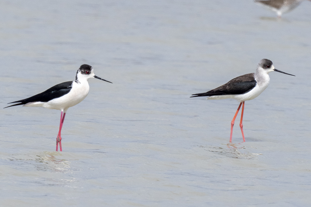 Black-winged Stilt